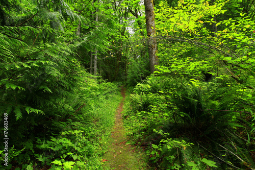 a picture of an Pacific Northwest forest trail © Craig R. Chanowski