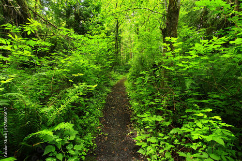 a picture of an Pacific Northwest forest tr