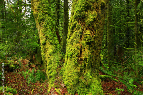 a picture of an Pacific Northwest forest with a old growth Maple tree