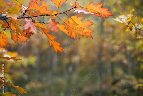 colorful fall leaves on branch selective focus