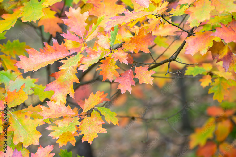 colorful fall leaves on branch selective focus colorful fall leaves on branch selective focus