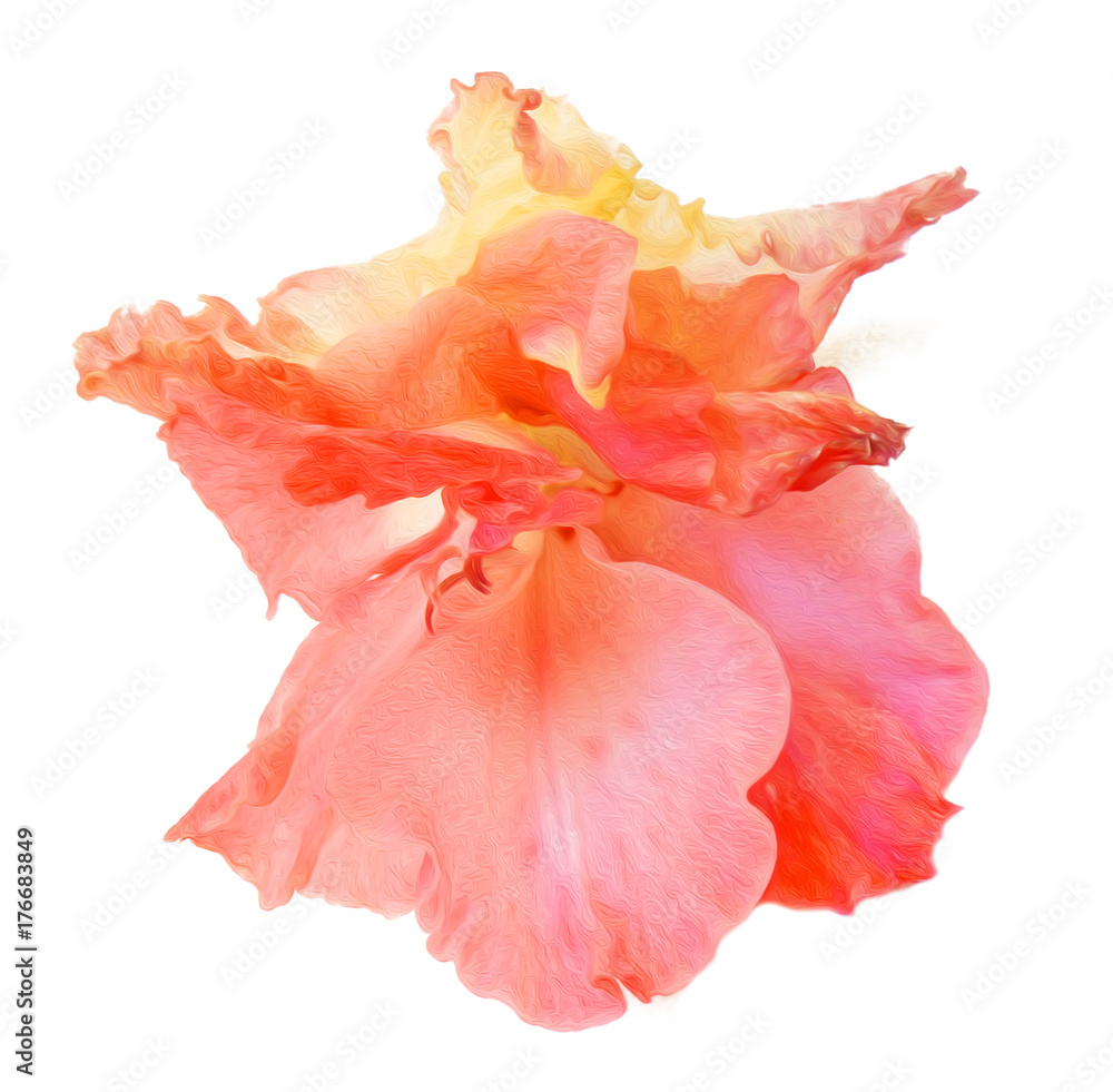 gladiolus flower isolated on white digital painting gladiolus flower isolated on white digital painting
