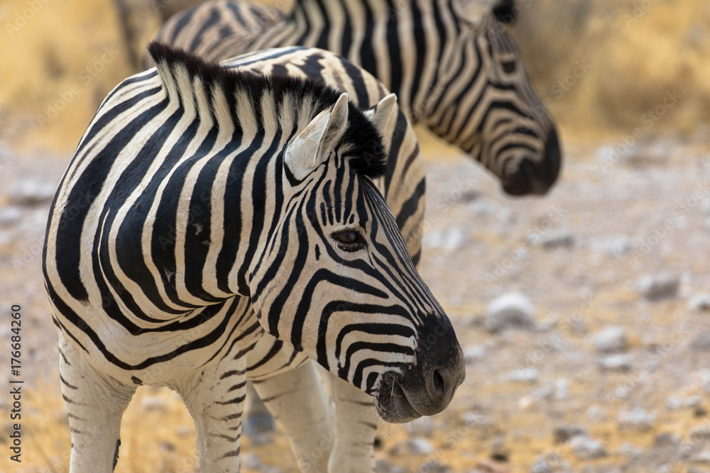 Fototapeta premium Zwei Zebras