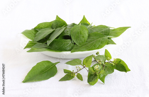 Garden nightshade leaves, which are said to have medicinal values, on a wooden table. photo