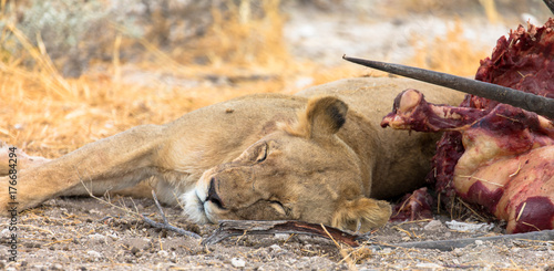 Löwin schläft neben ihrer Beute