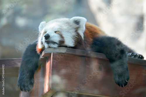 Fototapeta Naklejka Na Ścianę i Meble -  Big red Panda