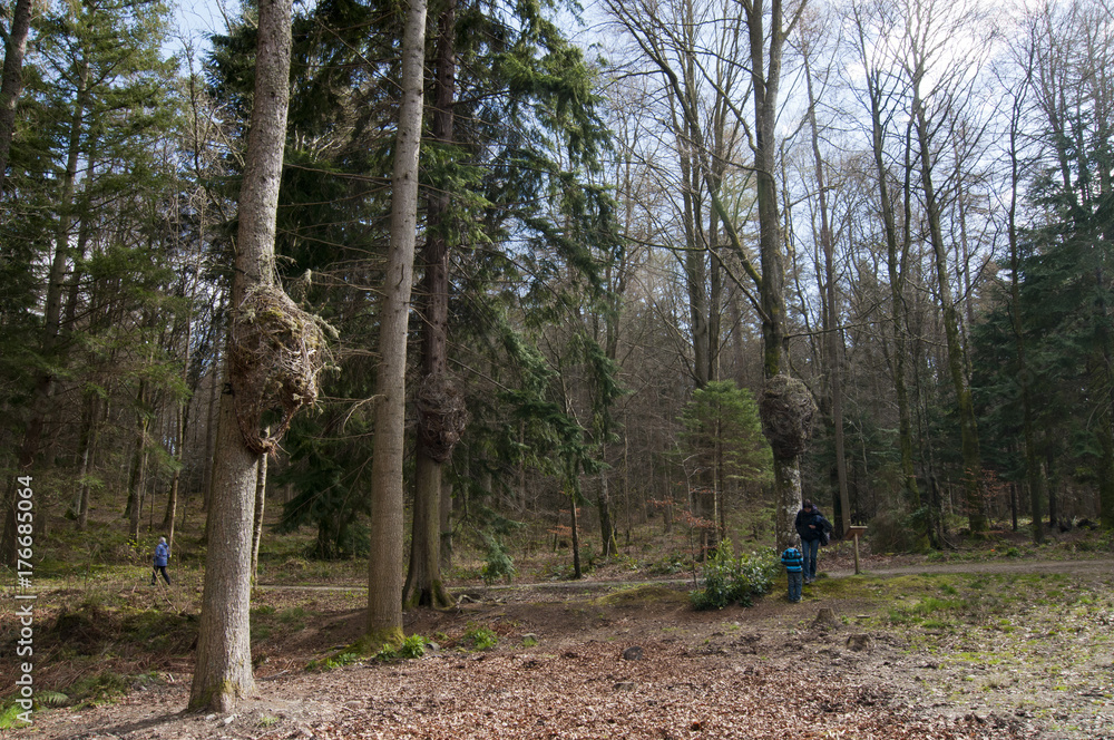 Willow sculptures in wood Willow sculptures in wood