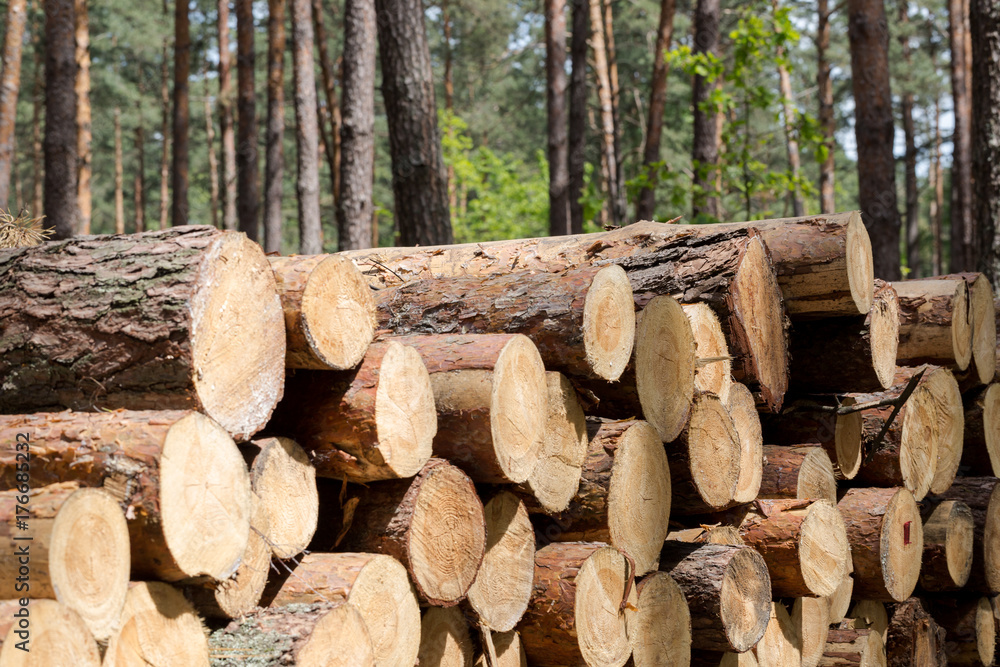 Forest cut, cut pine, birch tree logs arranged in order in qubic meter sizes Forest cut, cut pine, birch tree logs arranged in order in qubic meter sizes