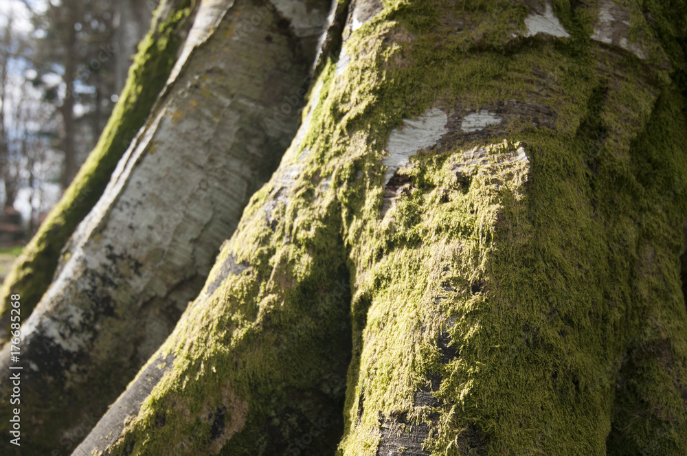 Moss (bryophyta spp) growing on beech tree (fagus sylvatica)