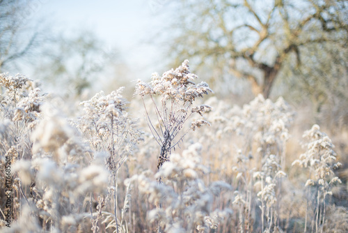 Winter field photo