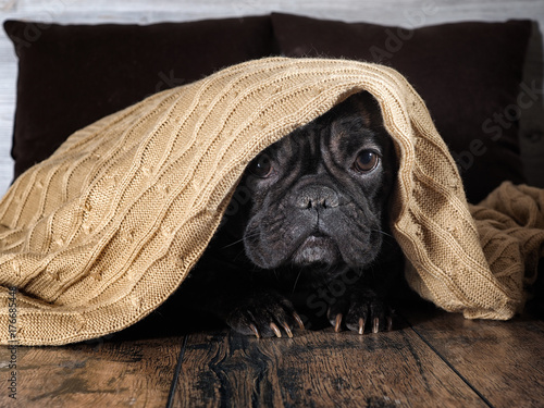 Amazing dog face. Bulldog funny hid under a warm blanket