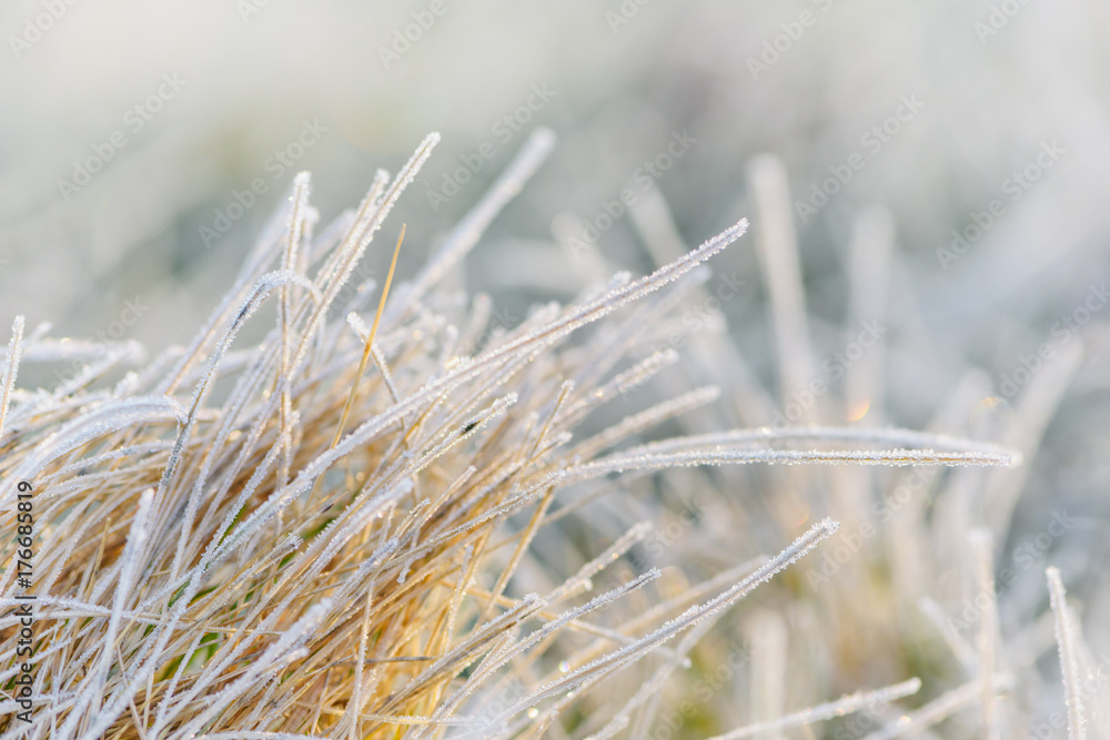 Fototapeta premium Frozen morning grass. Winter scenic.