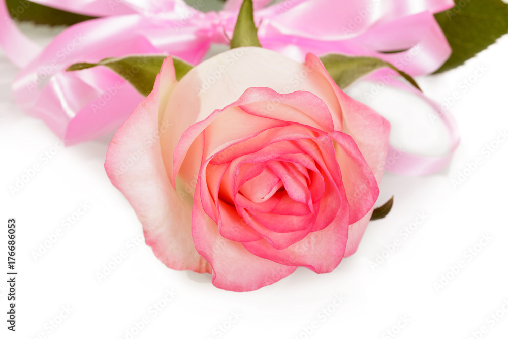 Fototapeta premium Rose with pink ribbon Valentine's Day isolated on white.