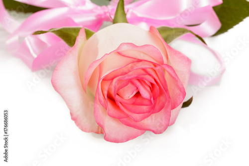 Rose with pink ribbon Valentine's Day isolated on white.