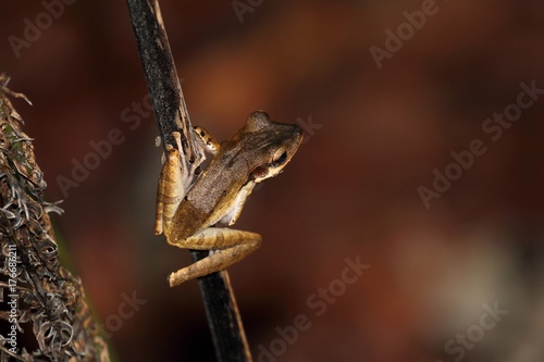 Dark-eared Tree Frog (Polypedates macrotis) in Borneo, Malaysia - クロミミシロアゴガエル