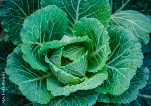 green fresh cabbage