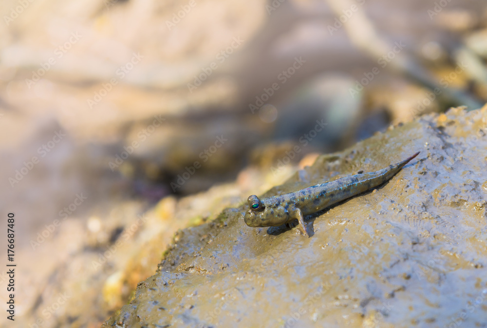 Mudskipper fish walking on the mud, Oxudercinae Mudskipper fish walking on the mud, Oxudercinae