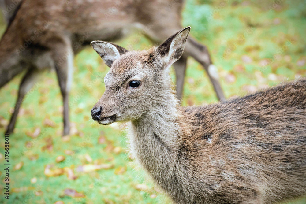 junges Reh auf der Wiese