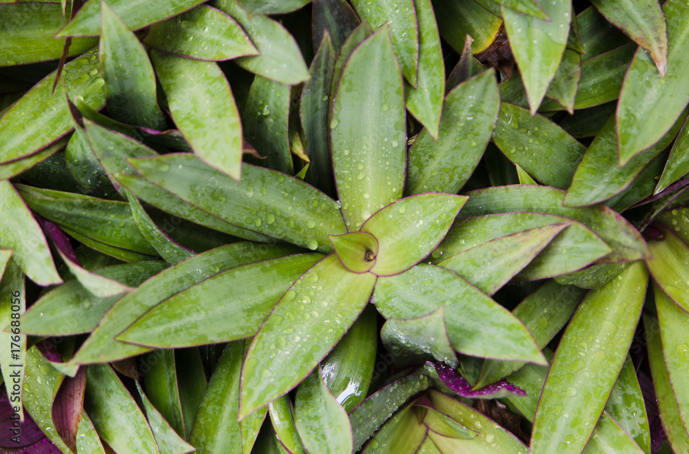 Obraz premium Green leaves are refreshing after the rain.