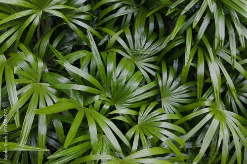 Green leaves are refreshing after the rain.