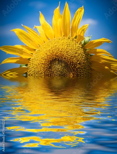 Sunflower with water reflections