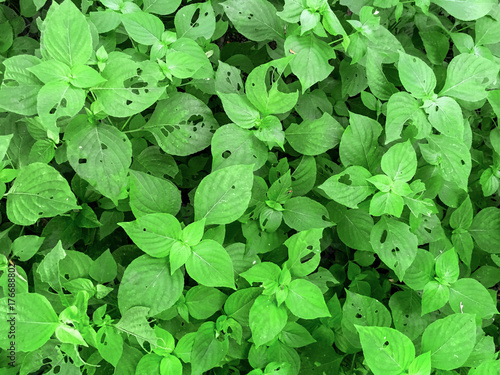 Wallpaper Mural Top view background by green leaves and grass texture on the ground, Green grass on the garden Torontodigital.ca