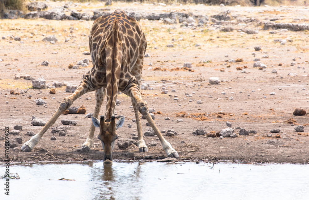 Fototapeta premium Giraffe am Wasserloch