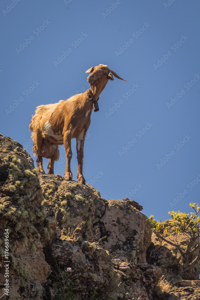 A goat standing on a cliff with a blue sky behind in La Gomera A goat standing on a cliff with a blue sky behind in La Gomera