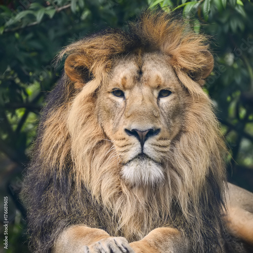 Fototapeta Naklejka Na Ścianę i Meble -  Beautiful portrait of Asiatic Lion Panthera Leo Persica