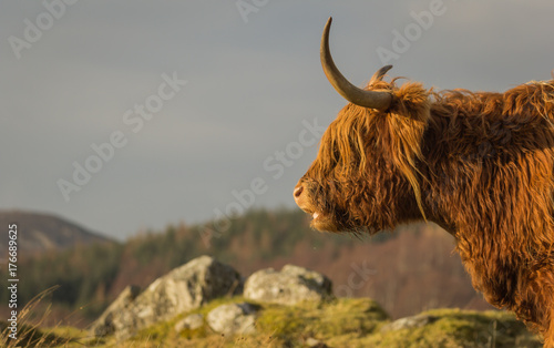 A highland cow in the scottish highlands seen in profile