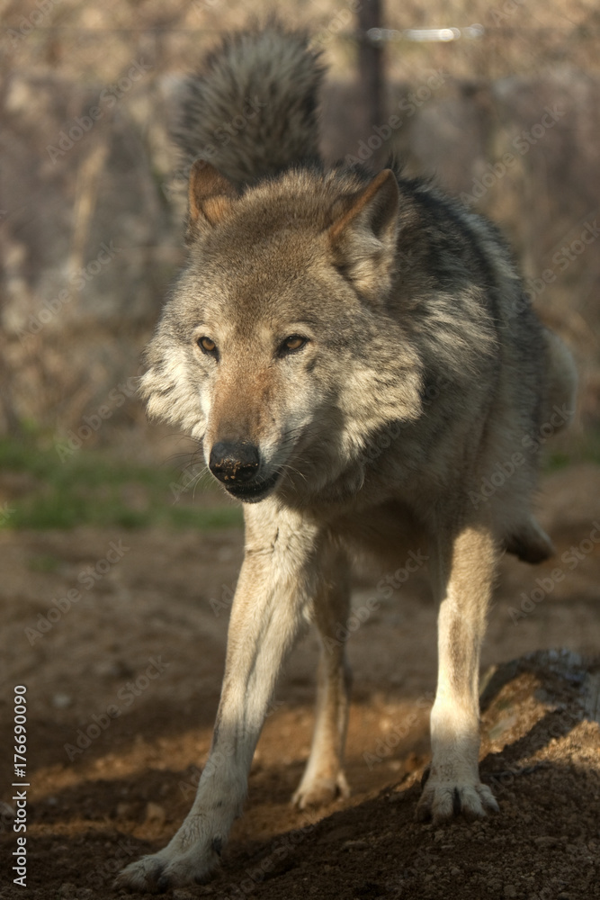 Obraz premium 精悍な狼