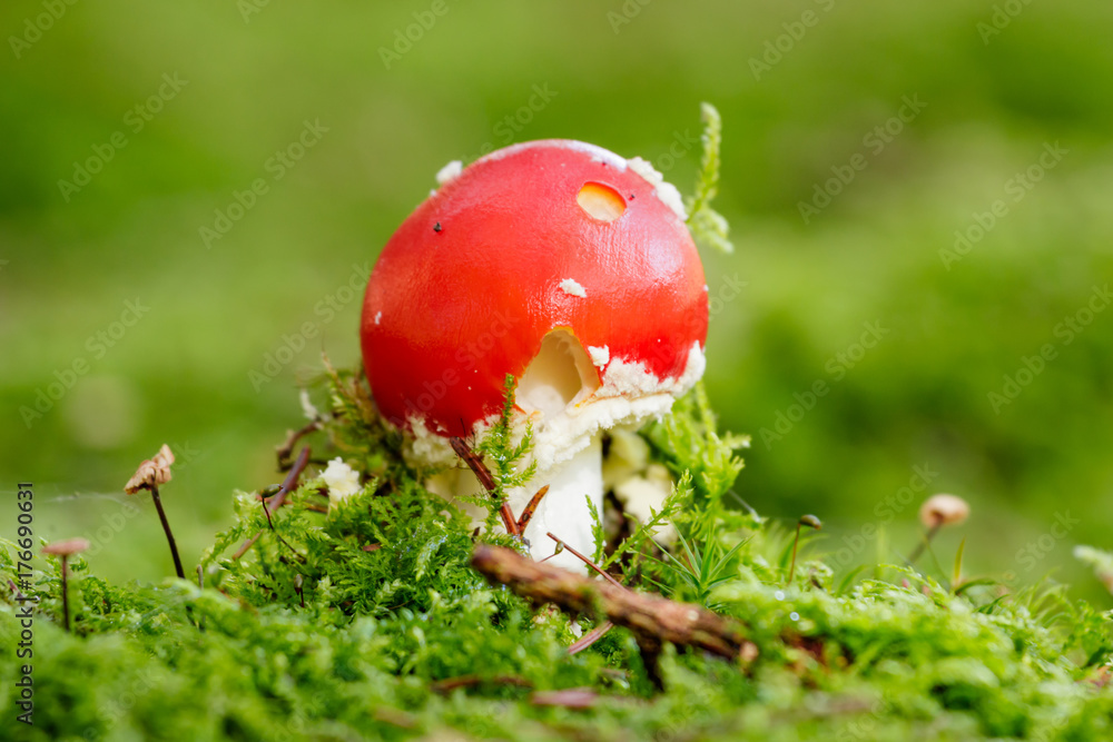 Young Fly agaric mushroom in the sunny autumn forest Young Fly agaric mushroom in the sunny autumn forest