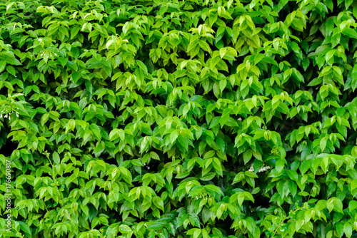 Plant leaves as a background