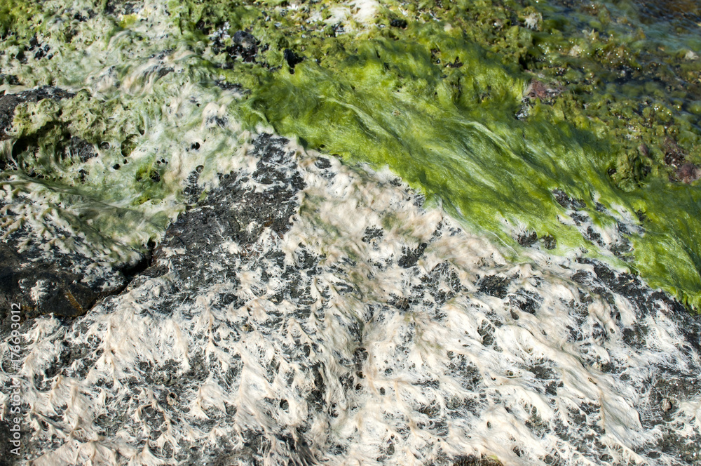 Sea rock with fresh green and white seaweeds closeup Sea rock with fresh green and white seaweeds closeup