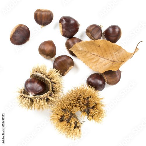 Immagine autunnale di castagne e ricci isolati su sfondo bianco