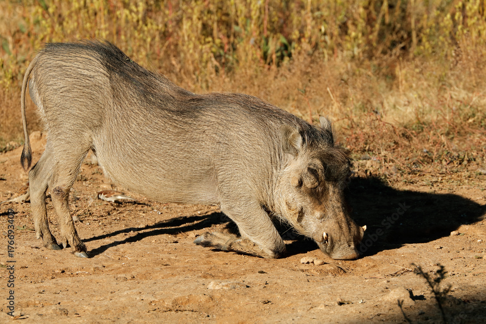A warthog (Phacochoerus africanus) feeding in natural habitat, South Africa. A warthog (Phacochoerus africanus) feeding in natural habitat, South Africa.