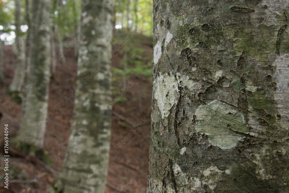 Obraz premium ブナの木の表面