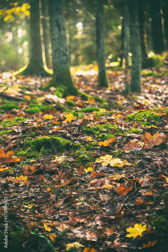 Forest floor in vivid colors during autumn