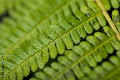 Close up of a green bracken...