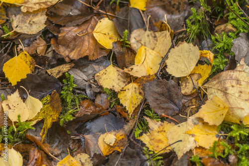 Forest in vivid autumn colo...
