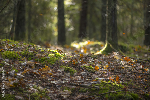 Colorful forest floor with vivid autumn leaves and backlight