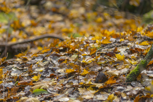 Forest in vivid autumn colo...