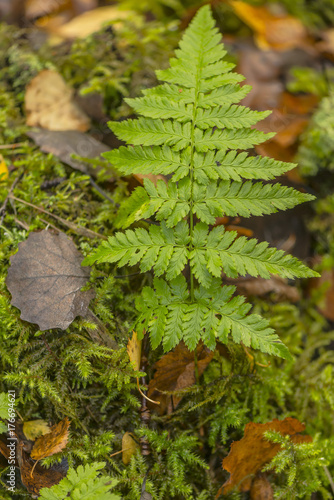 Young fern in vivid colors ...