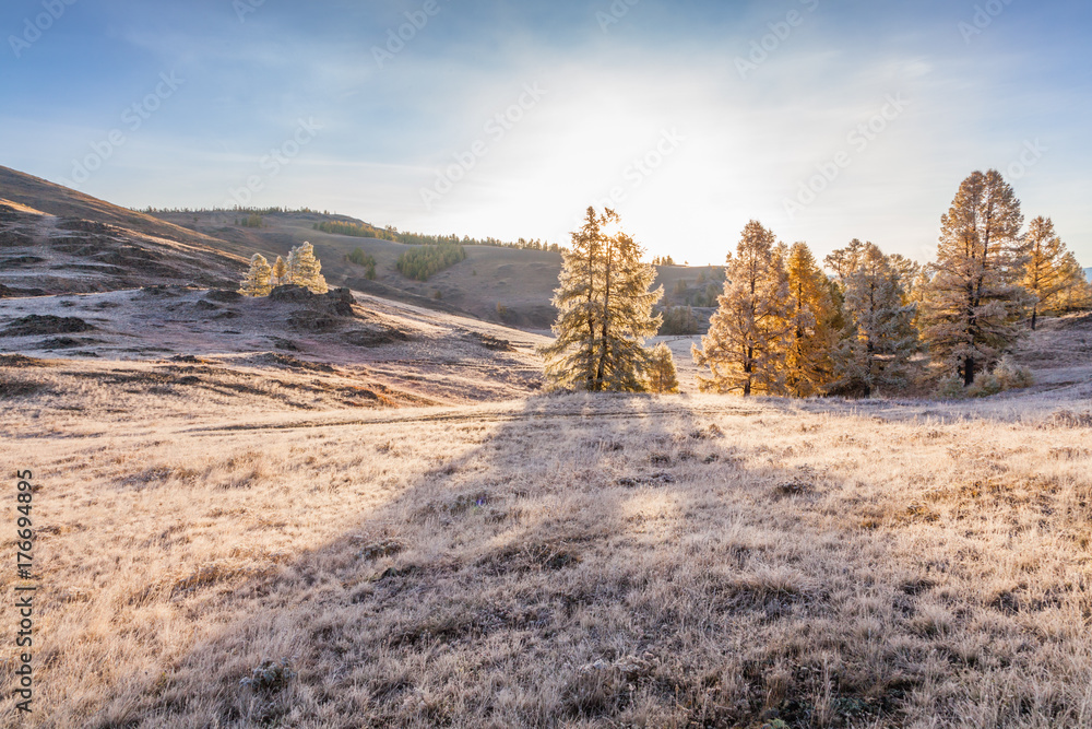 Fototapeta premium Morning Fog in Mountains. Hoarfrost on Grass and Trees.