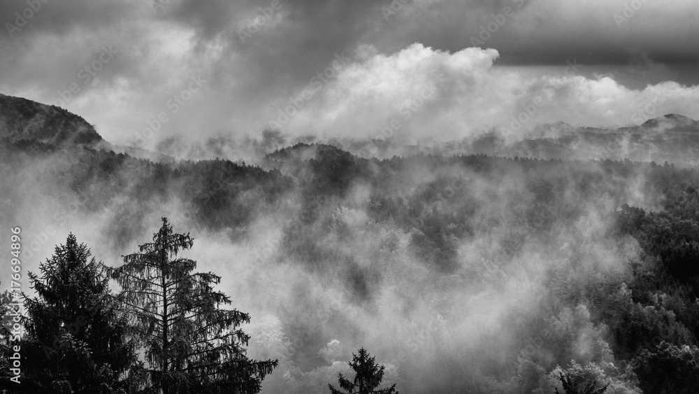 Bohemian Switzerland after a heavy rainfall in October in the Czech Republic. Close up of a fir tree with the clouds moving through the forest in the background Bohemian Switzerland after a heavy rainfall in October in the Czech Republic. Close up of a fir tree with the clouds moving through the forest in the background