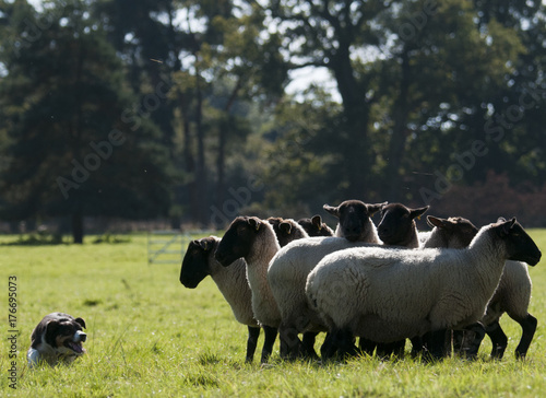 Canvas Print Sheepdog herding flock of sheep