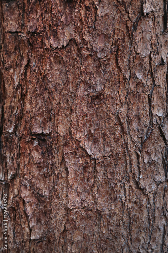 tree bark texture tree bark texture