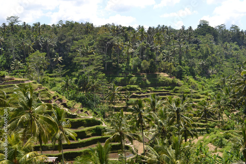 The rice field in Ubud - Bali. It's constructed using a philosophy of 'subak', that makes it as a UNESCO world heritage site