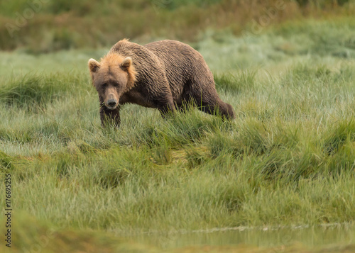 Brown bear, ursus arctos, searching for food at Kukak Bay, Alaska, USA photo