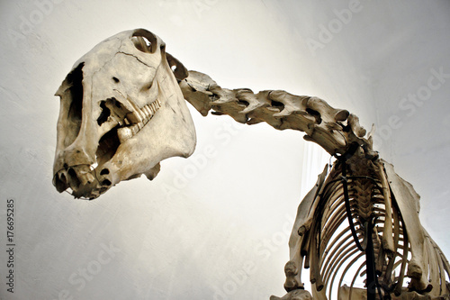 horse skeleton, bottom view picture